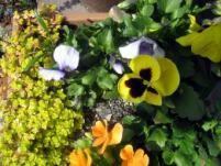 IMG_1285.jpg